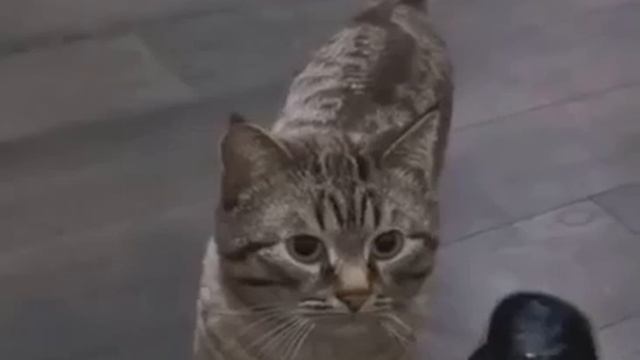 Кот драл обои смотреть онлайн