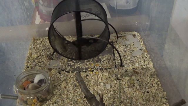 Просто мышиная жизнь! Чем занимаются мышки? смотреть онлайн