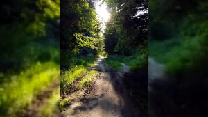 12.06.2023 19:02 [Попытка дойти до озера Бабошкино]