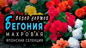 Махровые БЕГОНИИ из семян  Японская селекция