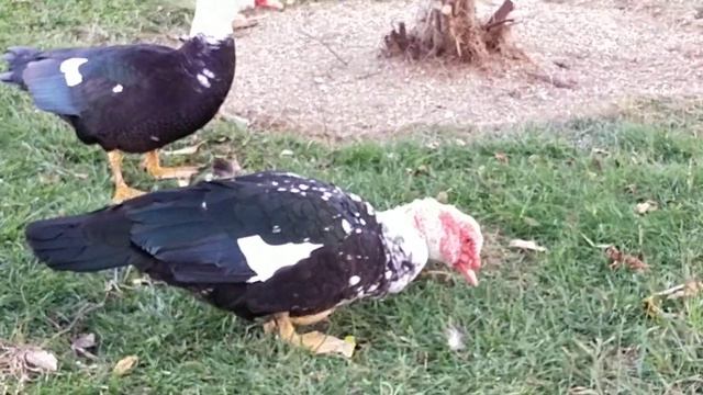 Утки на Пруду!🌿🦆🦆🦆/ Природа Источник Жизненных Сил!🍃 смотреть онлайн