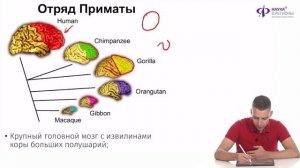 Биология | Место человека в системе живой природы