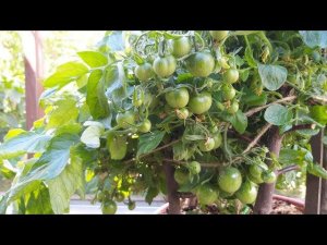 Рябиновые бусы с сотнями завязей- необычный томат вырос.
