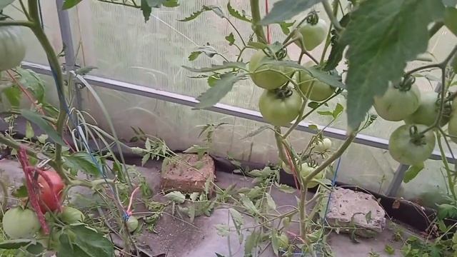 Знакомимся с сортами томатов. Экзоты и новинки. 2 часть смотреть онлайн