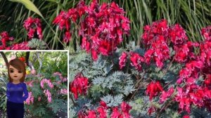 Выращивание ДИЦЕНТРЫ./Удачный Совет.