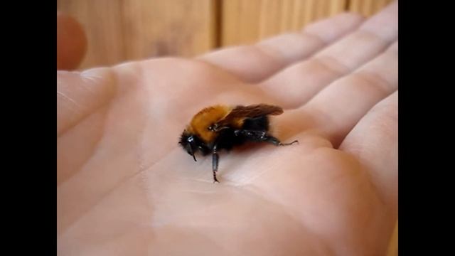 Отогрел шмеля на руке