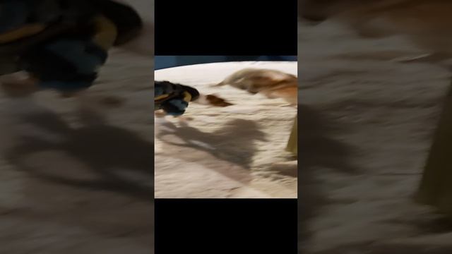 Басенджи и Корги, собачья игра. смотреть онлайн