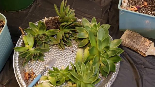 propagacion de echeverias agavoides смотреть онлайн