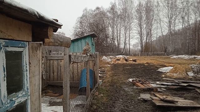 Даже глухари живут у нас во дворе