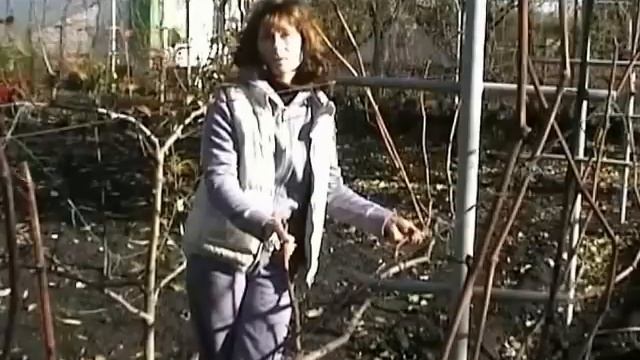 Обрезка винограда осенью для новичков смотреть онлайн