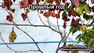 ? Вот почему ГОРОШИТСЯ ВИНОГРАД и ОСЫПАЕТСЯ ЗАВЯЗЬ. Как я получил КИШМИШ из ОБЫЧНОГО сорта виноград
