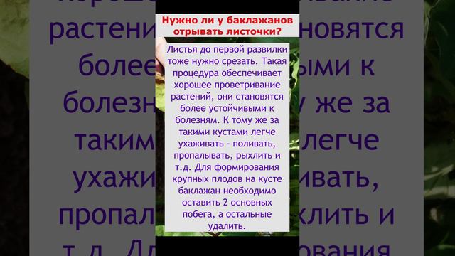 нужно ли обрывать листья у Баклажан