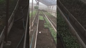 Высадка маттиолы