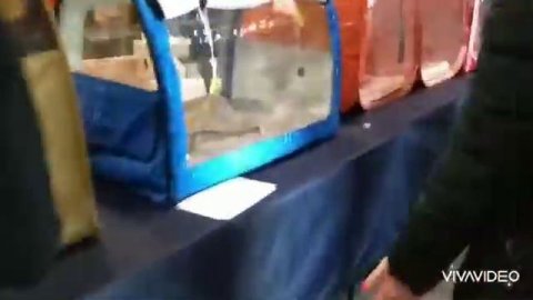 Выставка кошек. Экспофорум Санкт-Петербург.