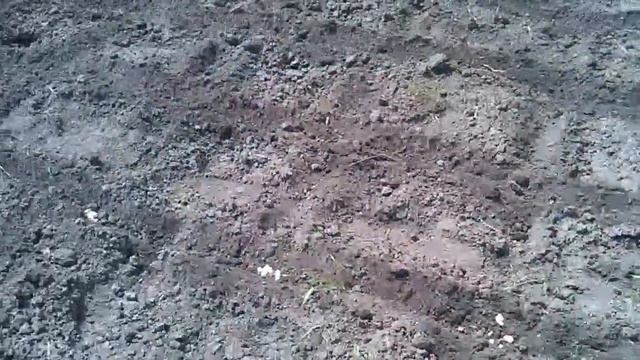 Посадка гарбуза, фасоли и кукурузы вместе, в одну лунку. Часть 1. смотреть онлайн