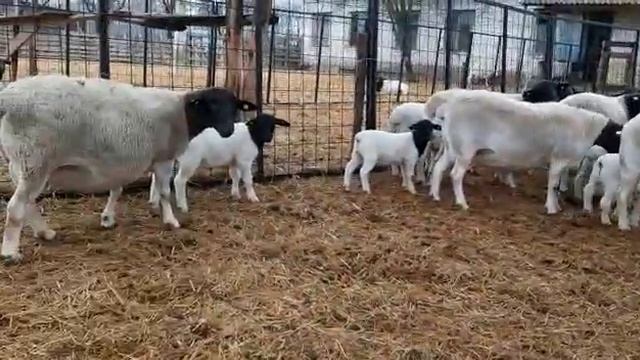 Племенные овцы породы Дорпер, потихоньку идёт окот ??❤? смотреть онлайн
