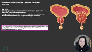 Фармакология | Альфа-блокаторы и бета-миметики