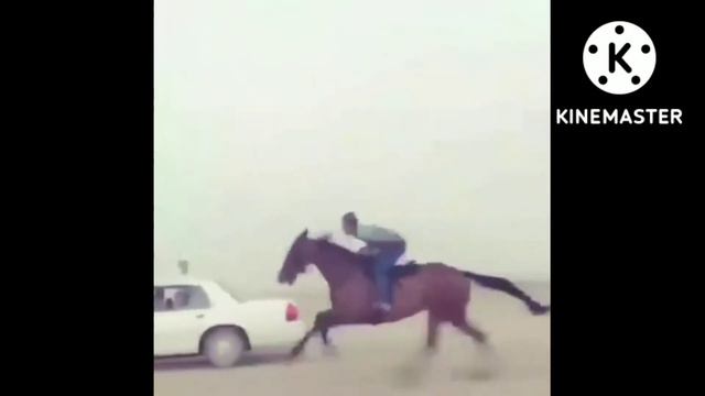 ОТЛАР ЖАНГИ