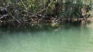 ДИКАЯ АВСТРАЛИЯ // ТРОПИЧЕСКИЙ ЛЕС // КВИНСЛЕНД // АВСТРАЛИЯ