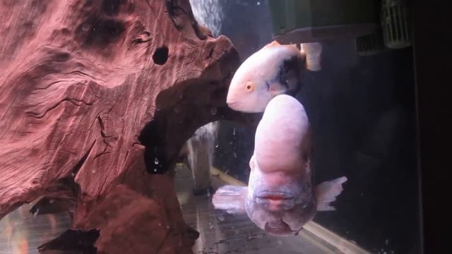 мой тонник смотреть онлайн