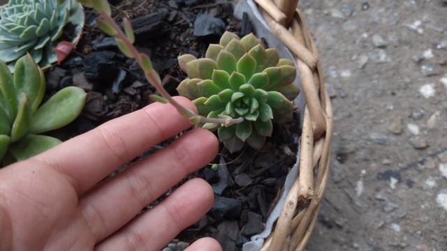 Suculentas que estão com hastes florais(+coloração linda do inverno) смотреть онлайн