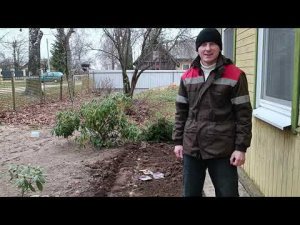 Крайняя посадка луковиц  на экспериментальном кусочке земли. Цветоводство. Блог о даче.