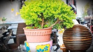 Как ухаживать за комнатным кипарисом в домашних условиях