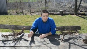 Бактериальный рак на винограде. Оставлять или корчевать?