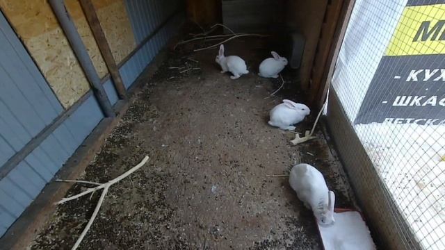 Кролики.Маленькие крольчата без крольчихи зимой.Как поживают смотреть онлайн