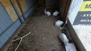 Кролики.Маленькие крольчата без крольчихи зимой.Как поживают