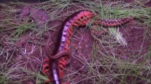 Сороконожка vs змея