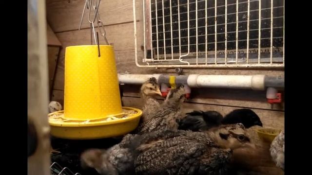 Цыплята от двух недель до месяца. Инструкция по применению! смотреть онлайн