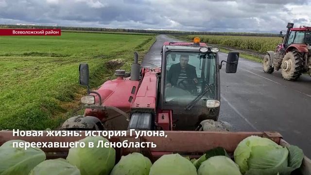 Новая жизнь: история Гулона, переехавшего в Ленобласть