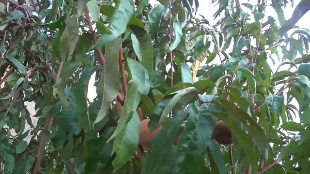 Подмосковные персики / Омолаживание сада- год второй / Bonus - Секреты вкусного шашлыка