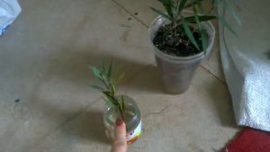 Каллистемон. Черенкование, укоренение | Callistemon