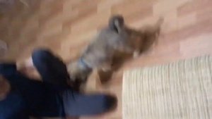 Метис Немецкой овчарки и дворняги НАна (3 месяца) Учим первые команды