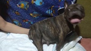 Французский бульдог роды. French bulldog birth.