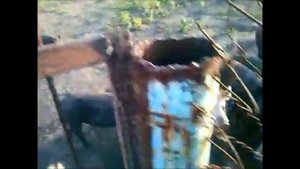 Козел стал вожаком кабаньей стаи в Нижегородской области
