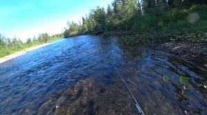 Хариус! Заброс-Поклевка! Трофейный Хариус на Спиннинг!