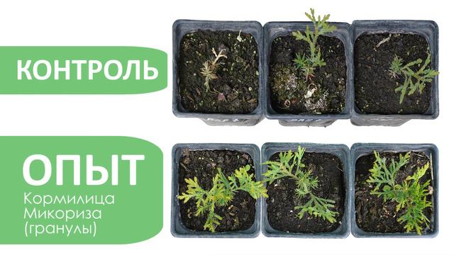 Выращиваем туи на микоризе