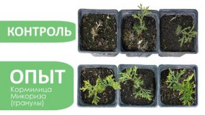 Выращиваем туи на микоризе