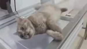 Генерализованный эпилептический приступ у кошки