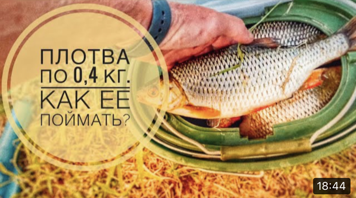 Как ловить крупную плотву? На тину надо ловить ее.