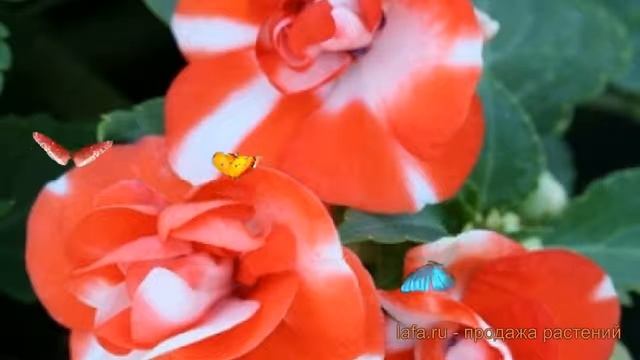 Бальзамин махровый Оранж Флэш ? бальзамин Оранж Флэш обзор: как сажать семена бальзамина Оранж Флэш смотреть онлайн