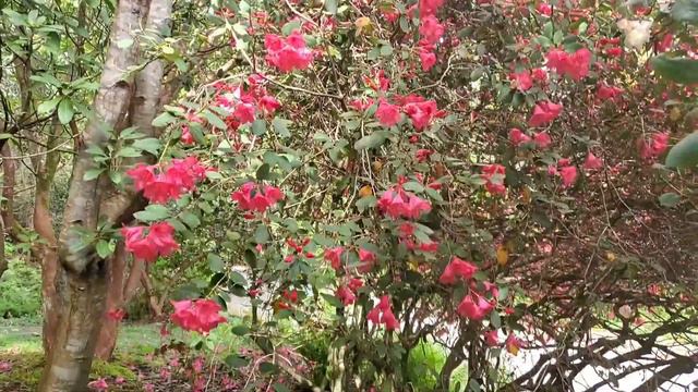 Take a Walk in the Forest and Visit the Enchanted RHODODENDRON GROVE смотреть онлайн