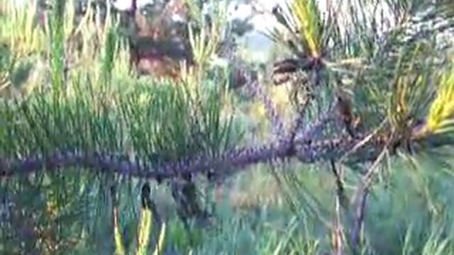 Гусеницы на сосне смотреть онлайн