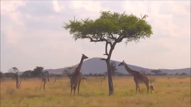 Очень красивая музыка! Серджио Сантини   Последняя Надежда! Послушайте смотреть онлайн