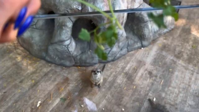 ПАРК МИНИАТЮР. БАХЧИСАРАЙ. КРЫМ. Зоопарк. Новые животные. смотреть онлайн