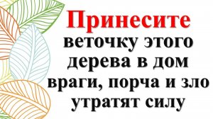 Секрет ведьм. Простой способ убрать всех врагов, зло, порчу, ругань и болезни из дома навсегда!