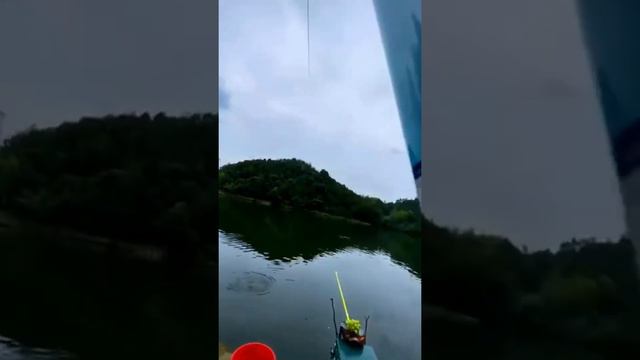 ДИКАЯ ПОКЛЁВКА НА ВИНОГРАД. РЫБАЛКА НА УДОЧКУ КАРП САЗАН АМУР КАРАСЬ смотреть онлайн